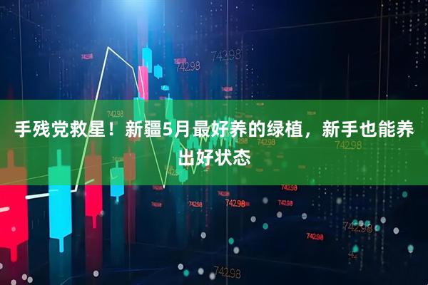 手残党救星！新疆5月最好养的绿植，新手也能养出好状态